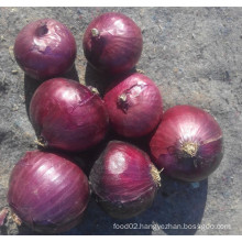 Chinese Shallot /Fresh Shallot Onions
